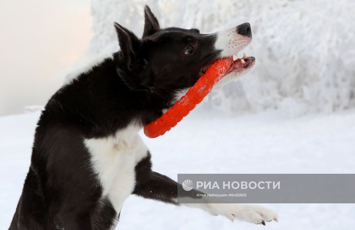 Дрессировка бордер-колли в Красноярском крае