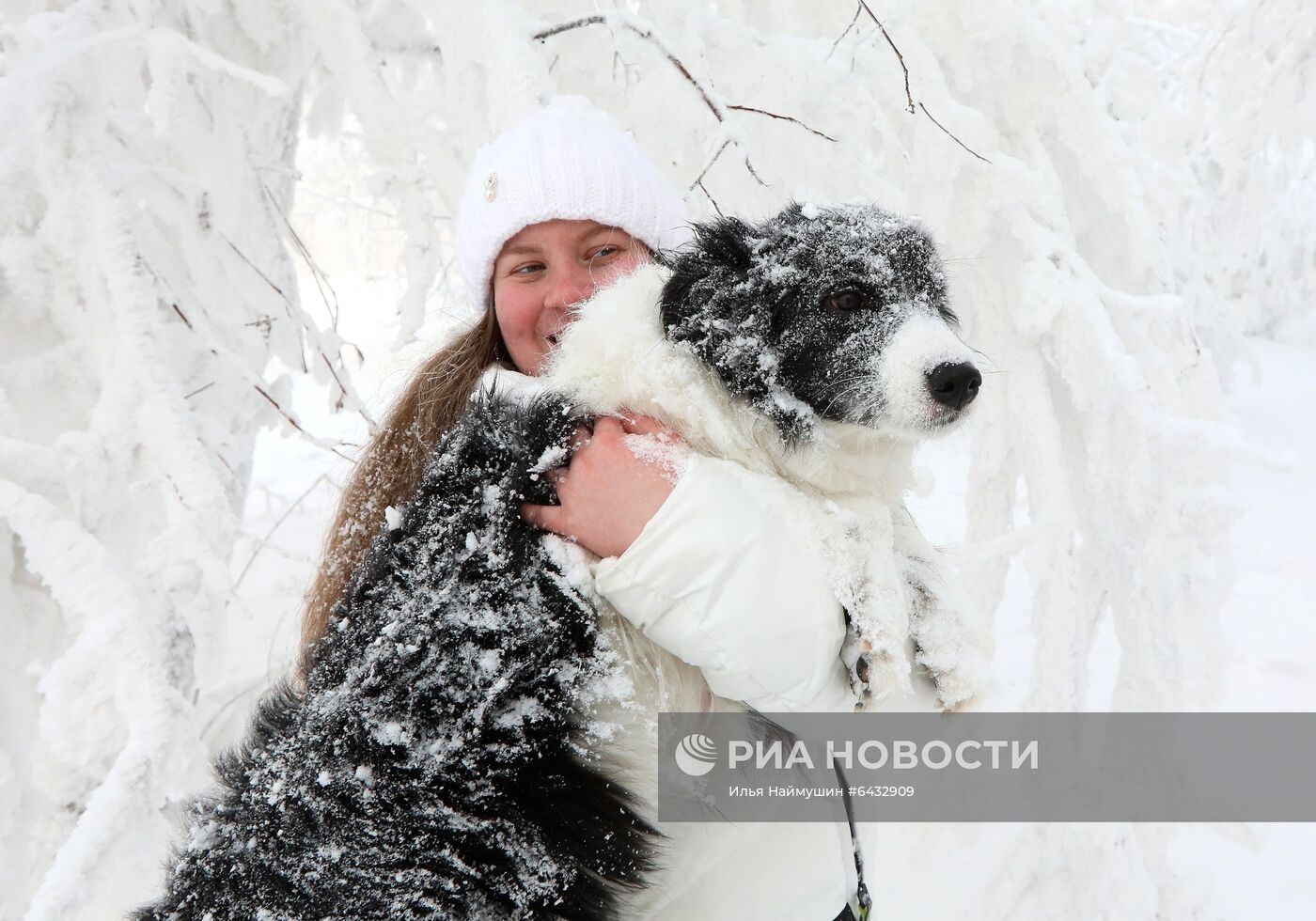 Дрессировка бордер-колли в Красноярском крае