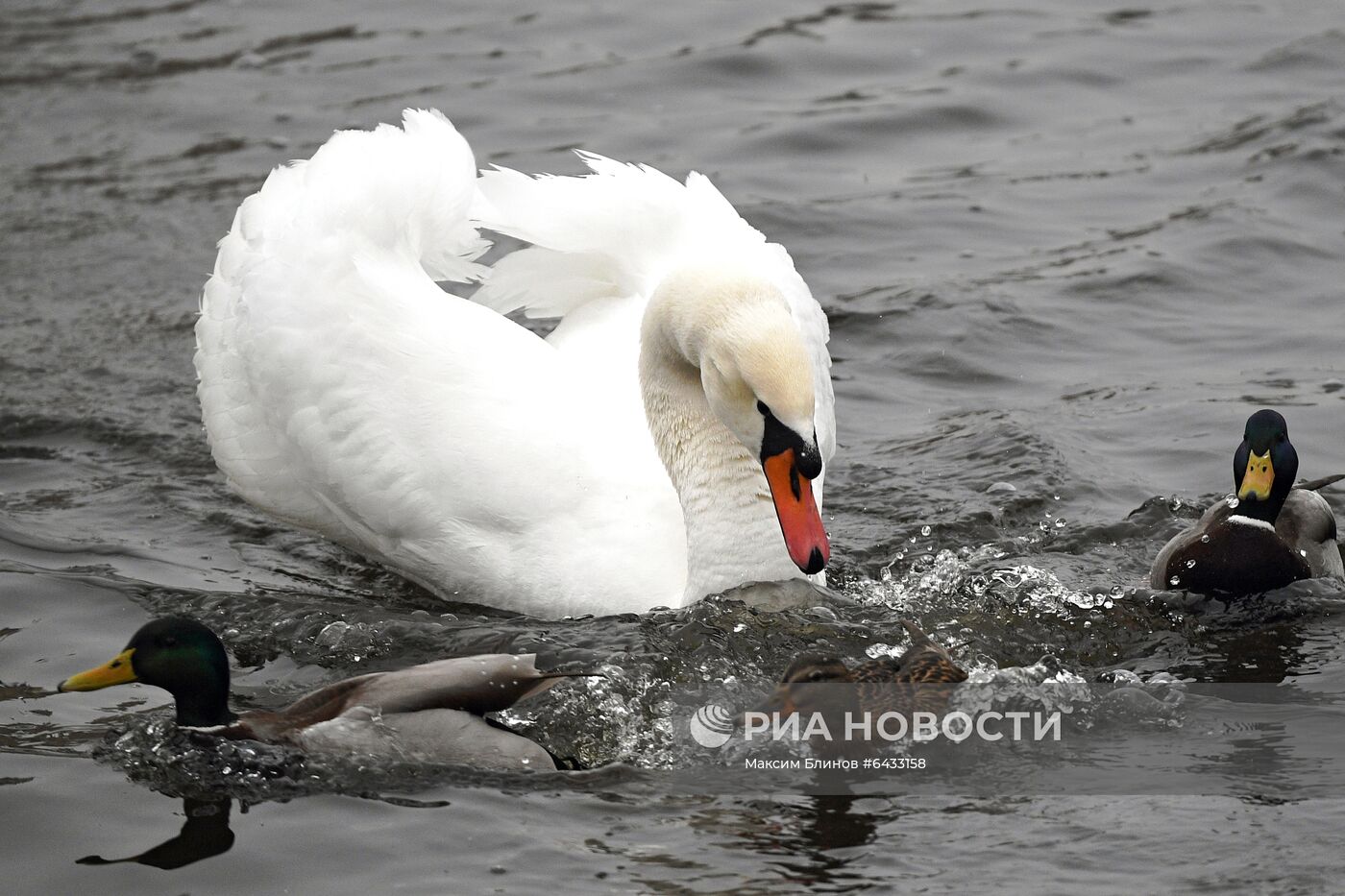 Московский зоопарк