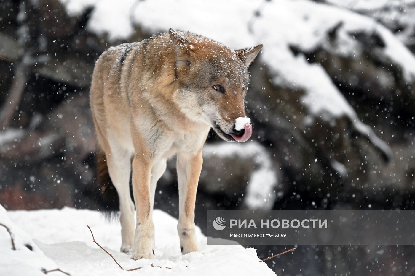 Московский зоопарк