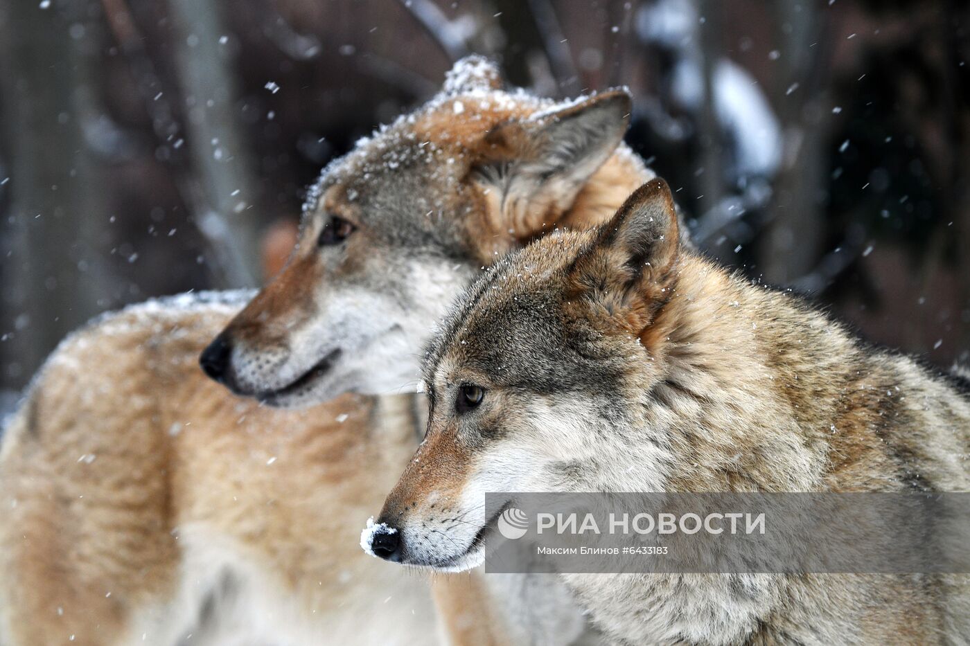 Московский зоопарк