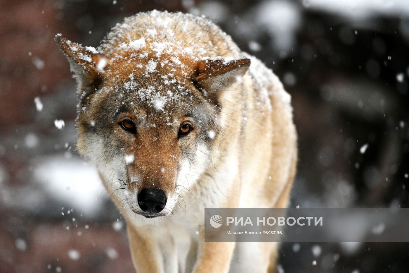 Московский зоопарк