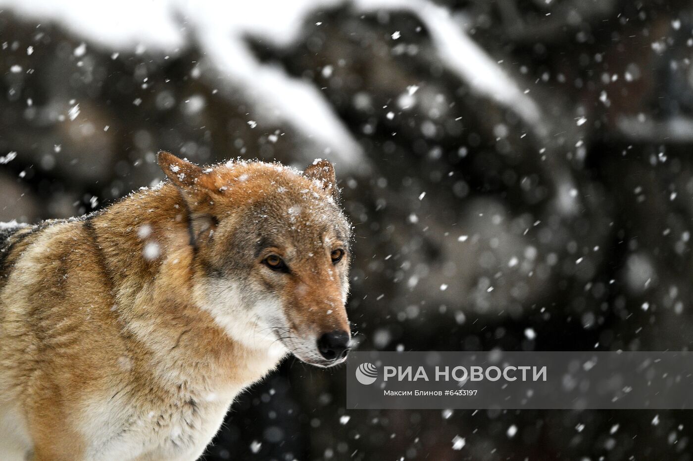 Московский зоопарк