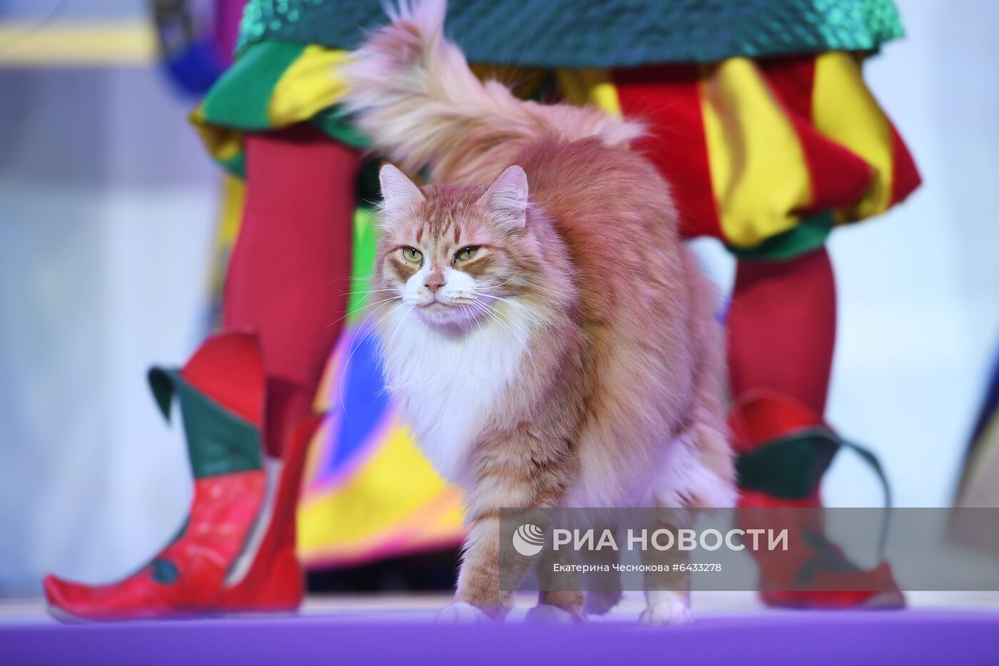 Новогоднее шоу в Театре кошек Куклачева