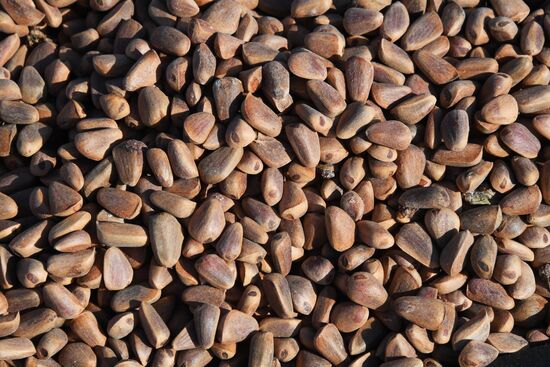 Рождественская продовольственная ярмарка во Владивостоке