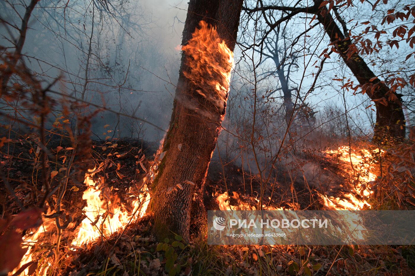 Лесные пожары в Сочи