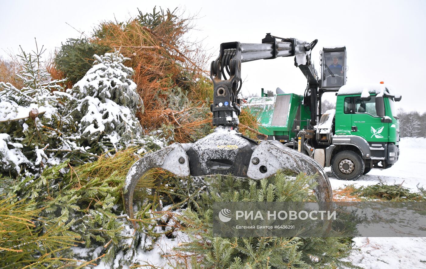 Утилизация елок в Москве