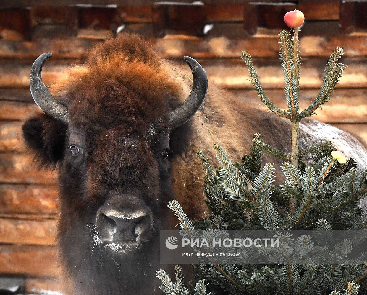 Утилизация новогодних елок в красноярском зоопарке