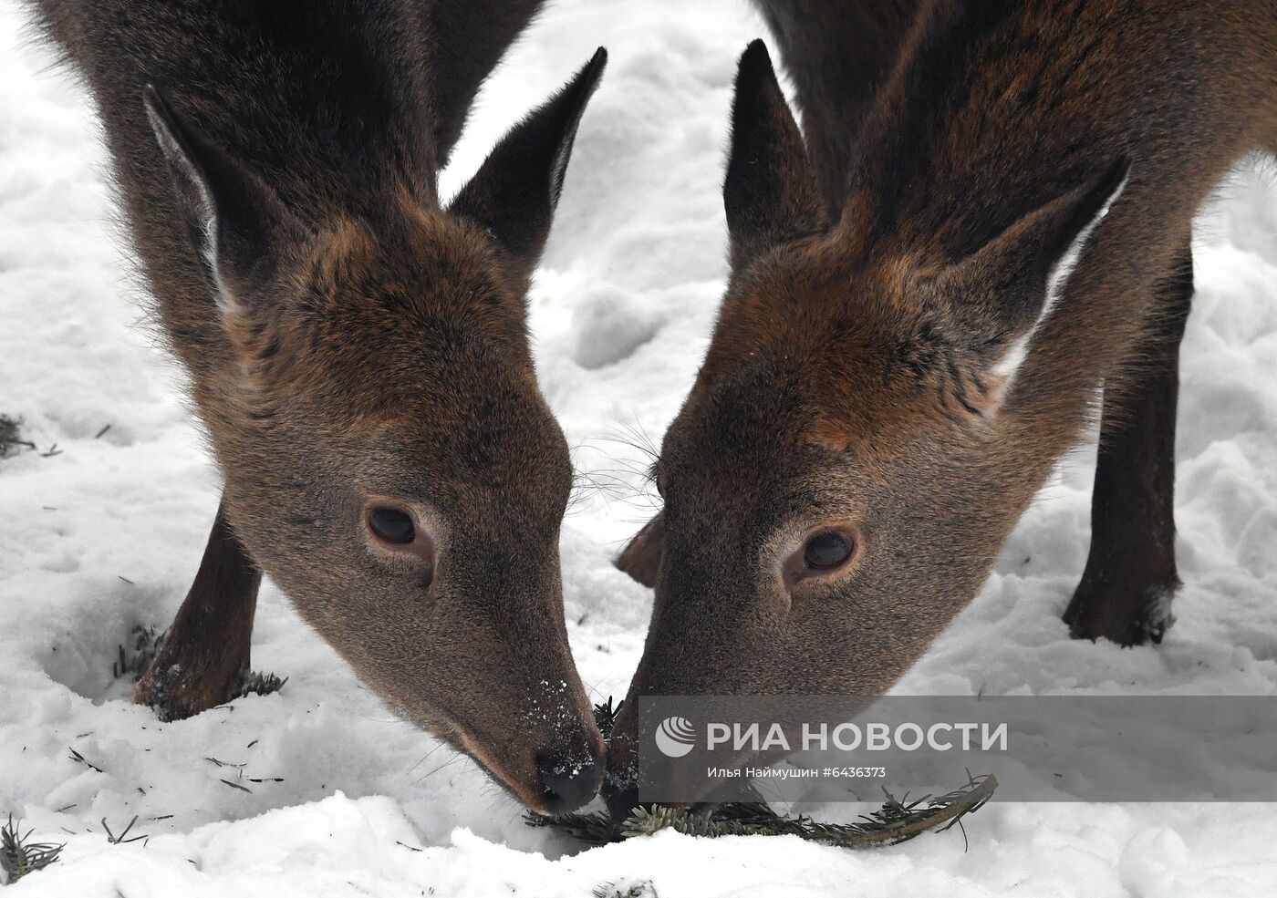 Утилизация новогодних елок в красноярском зоопарке