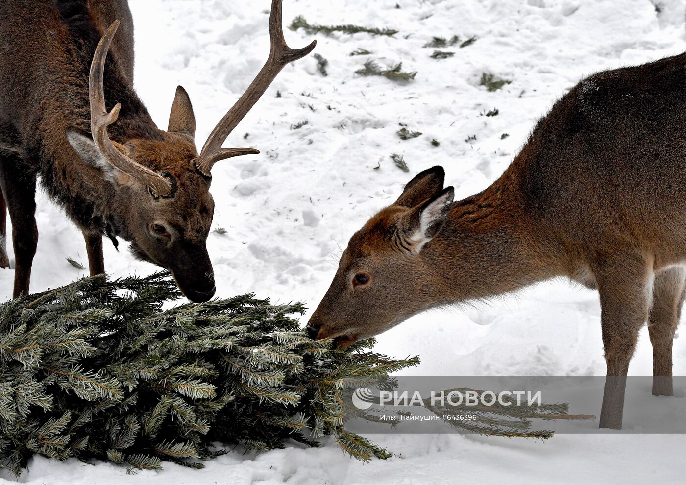 Утилизация новогодних елок в красноярском зоопарке