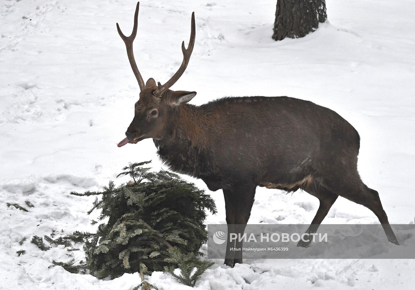 Утилизация новогодних елок в красноярском зоопарке