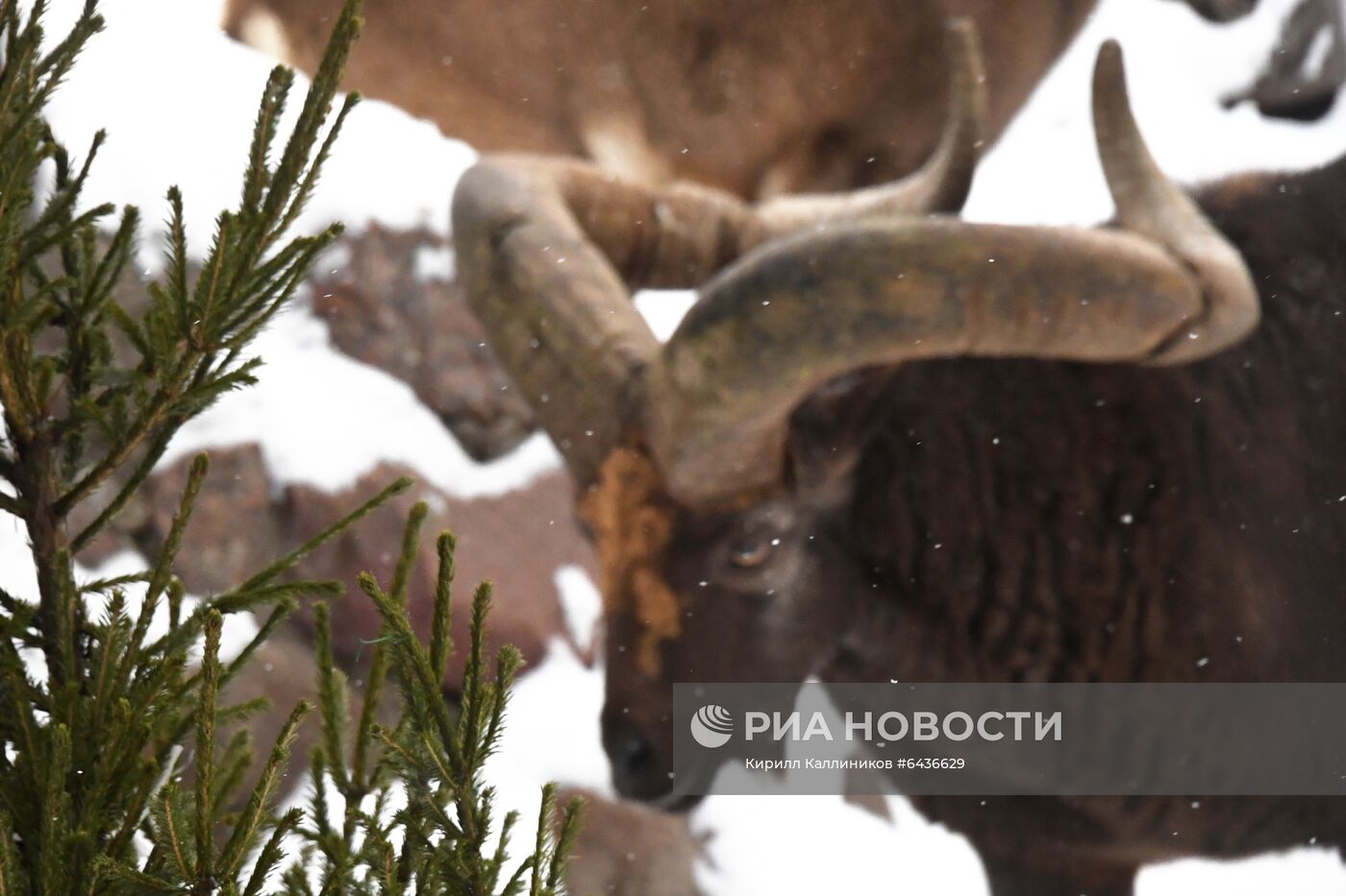 Московский зоопарк начал принимать новогодние елки в качестве корма