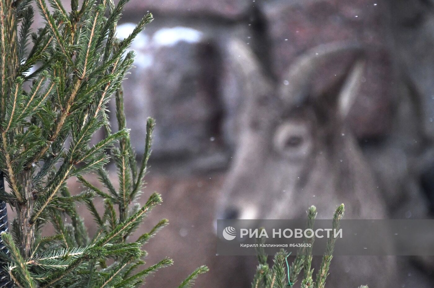 Московский зоопарк начал принимать новогодние елки в качестве корма 