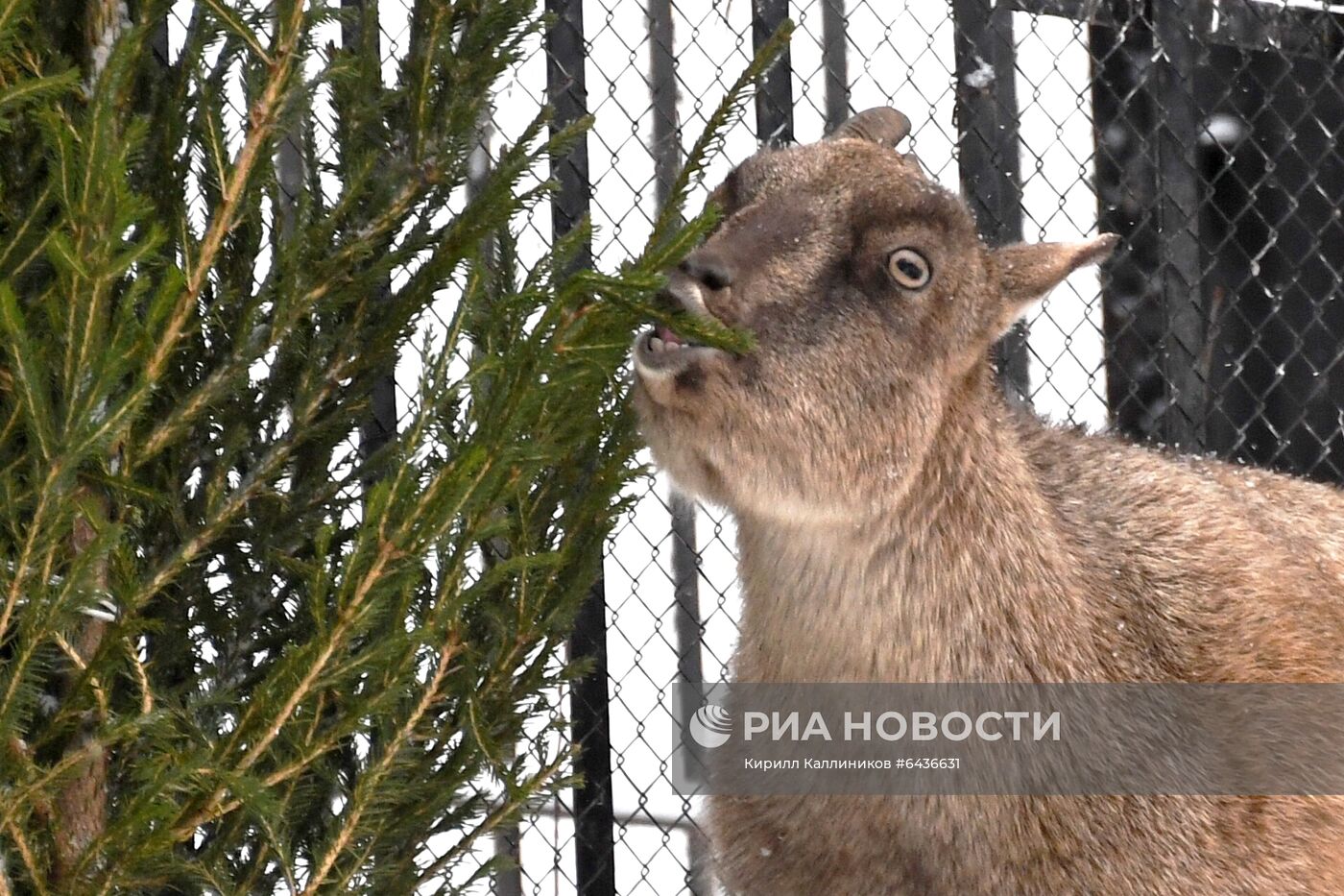 Московский зоопарк начал принимать новогодние елки в качестве корма
