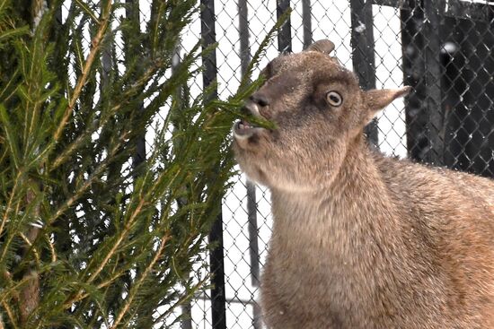 Московский зоопарк начал принимать новогодние елки в качестве корма 