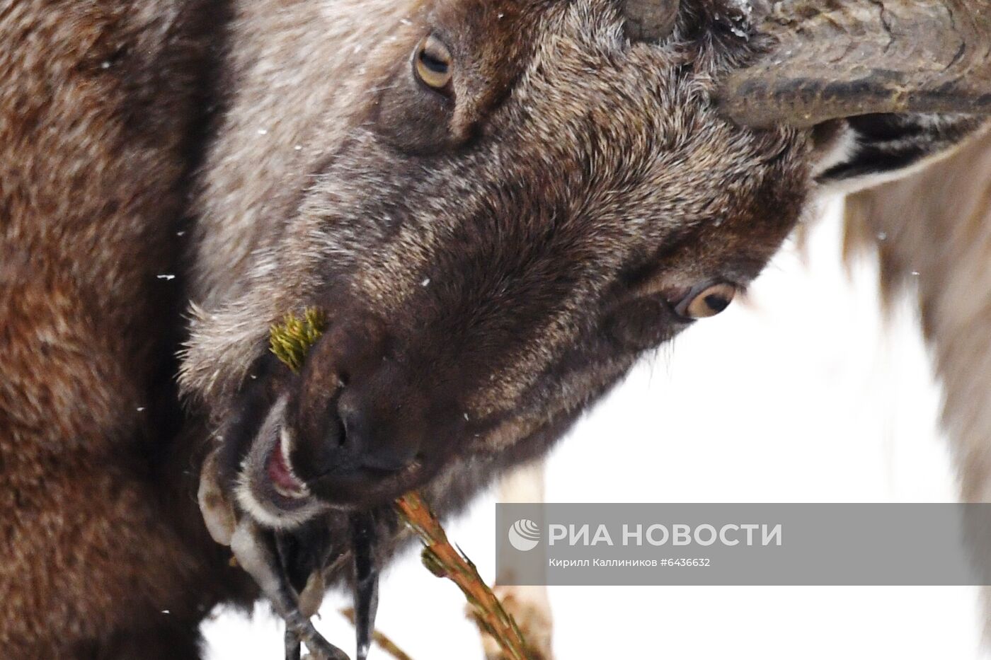 Московский зоопарк начал принимать новогодние елки в качестве корма