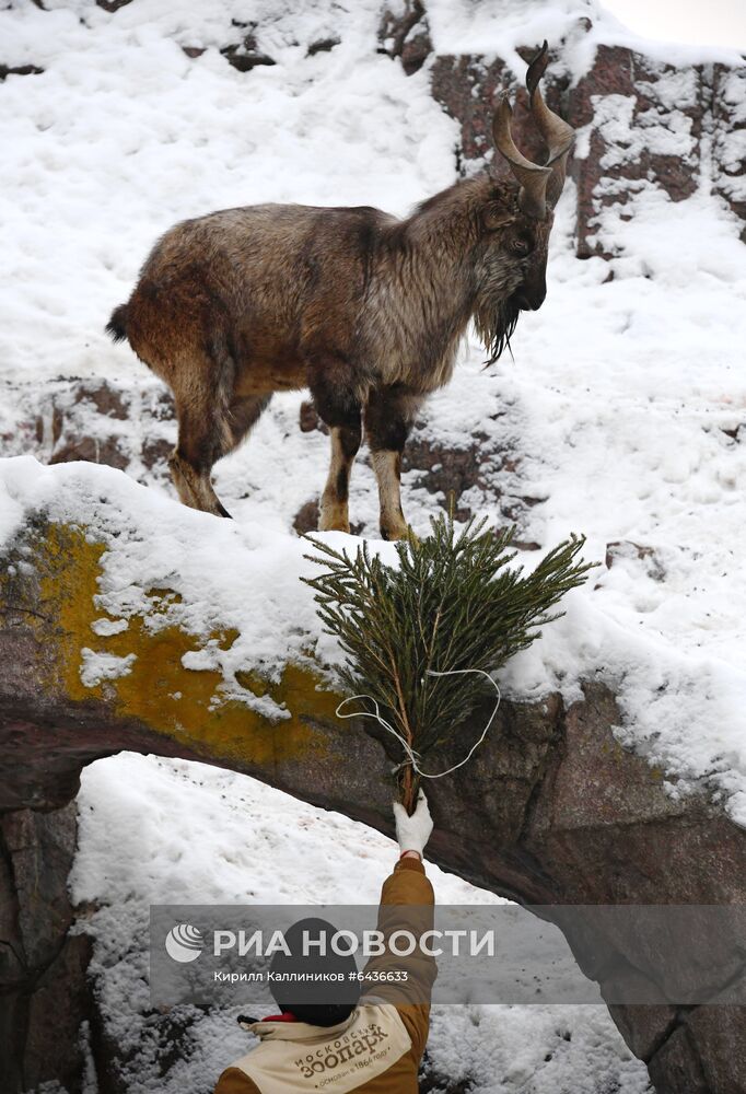 Московский зоопарк начал принимать новогодние елки в качестве корма