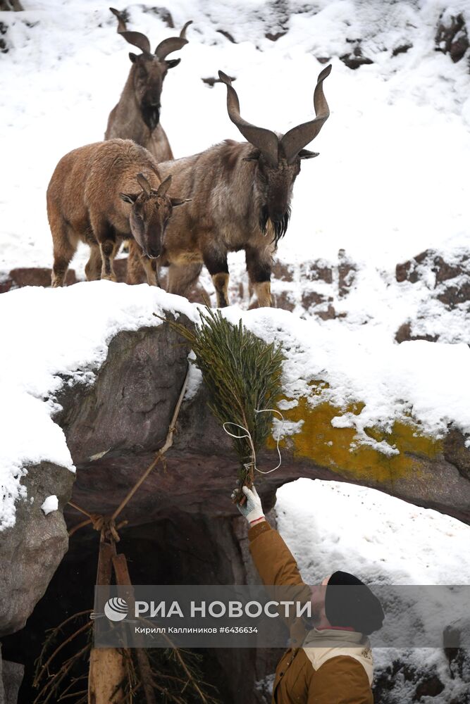 Московский зоопарк начал принимать новогодние елки в качестве корма