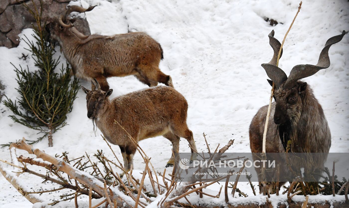 Московский зоопарк начал принимать новогодние елки в качестве корма