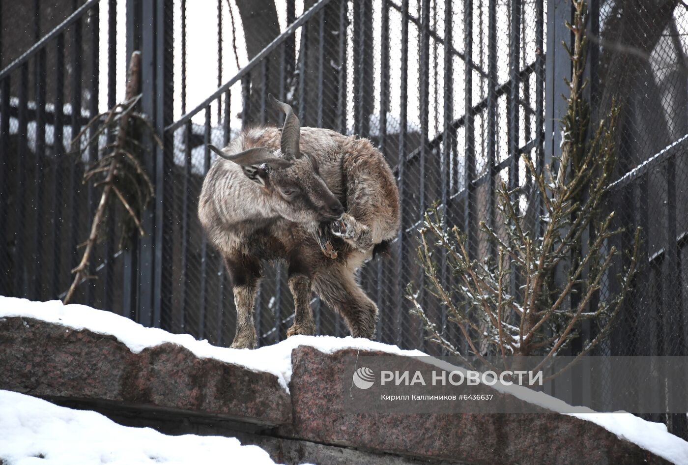 Московский зоопарк начал принимать новогодние елки в качестве корма