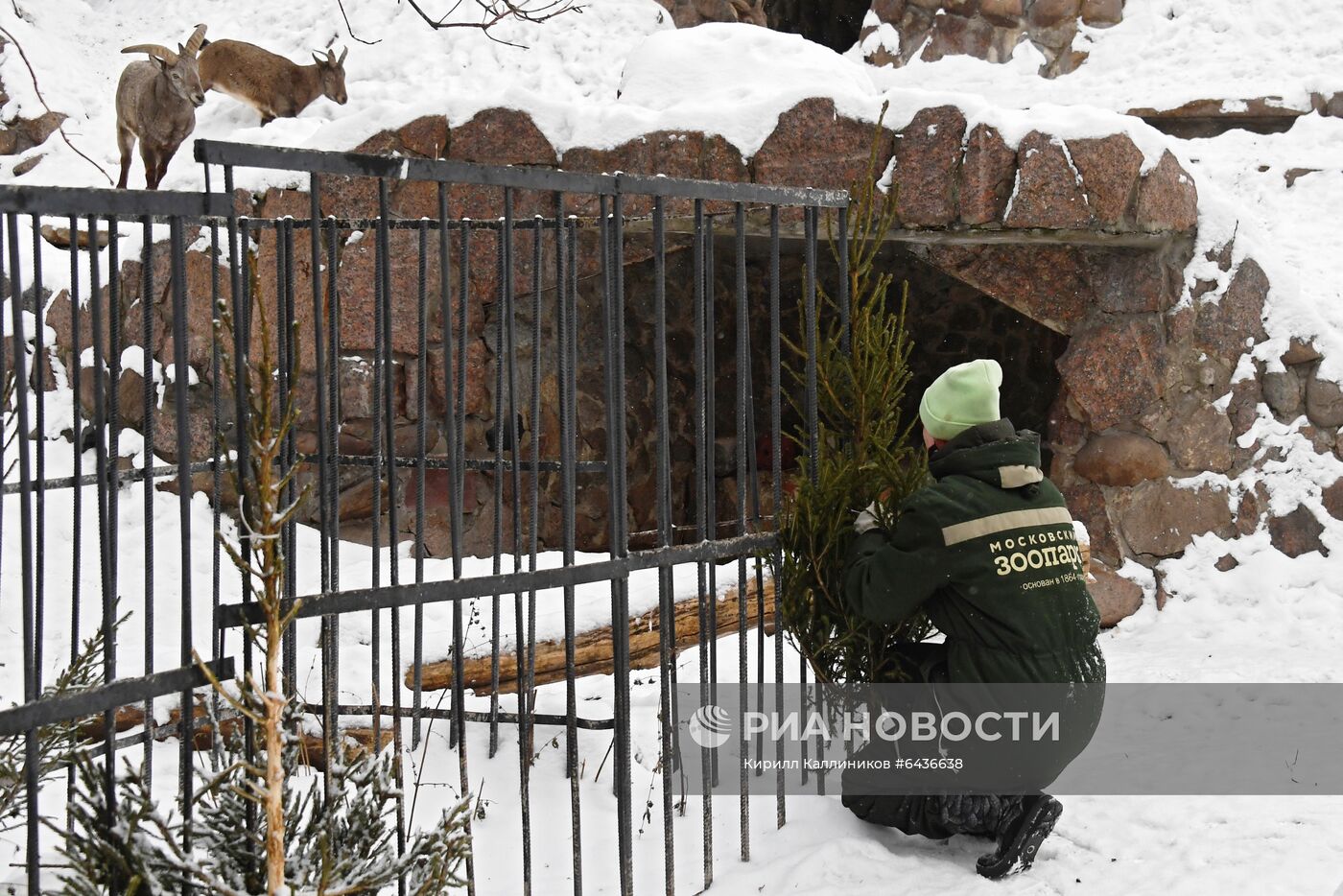 Московский зоопарк начал принимать новогодние елки в качестве корма