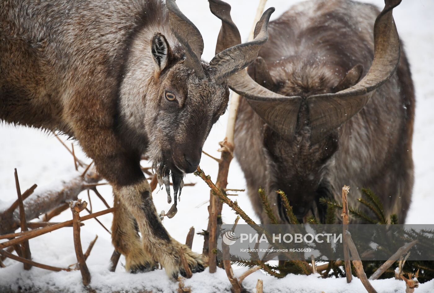 Московский зоопарк начал принимать новогодние елки в качестве корма