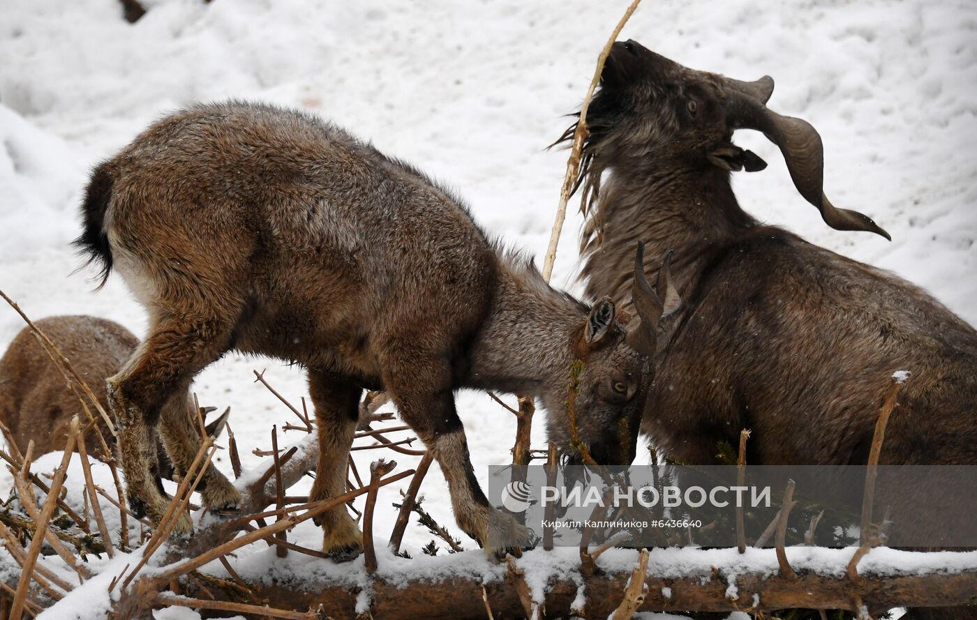Московский зоопарк начал принимать новогодние елки в качестве корма