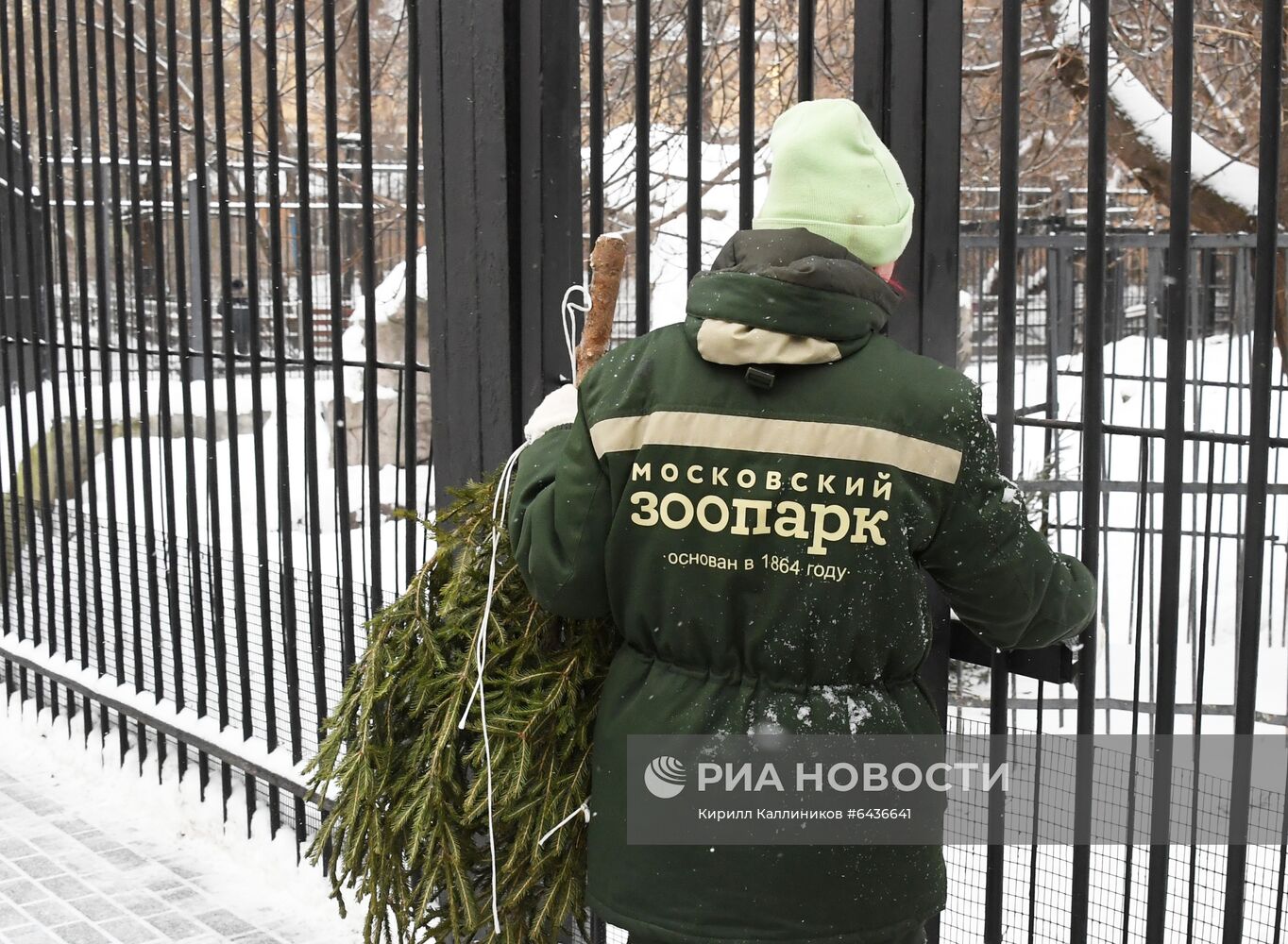 Московский зоопарк начал принимать новогодние елки в качестве корма 