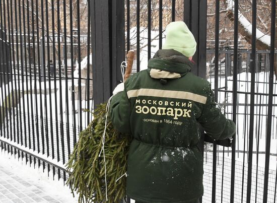 Московский зоопарк начал принимать новогодние елки в качестве корма 