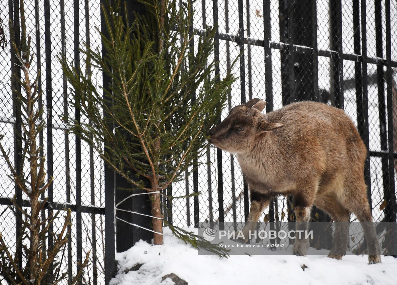 Московский зоопарк начал принимать новогодние елки в качестве корма