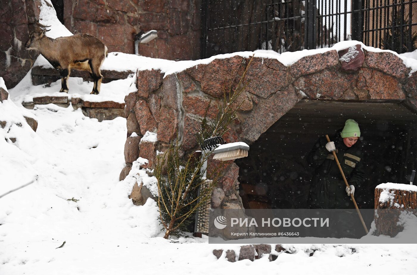 Московский зоопарк начал принимать новогодние елки в качестве корма 