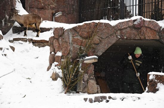 Московский зоопарк начал принимать новогодние елки в качестве корма 