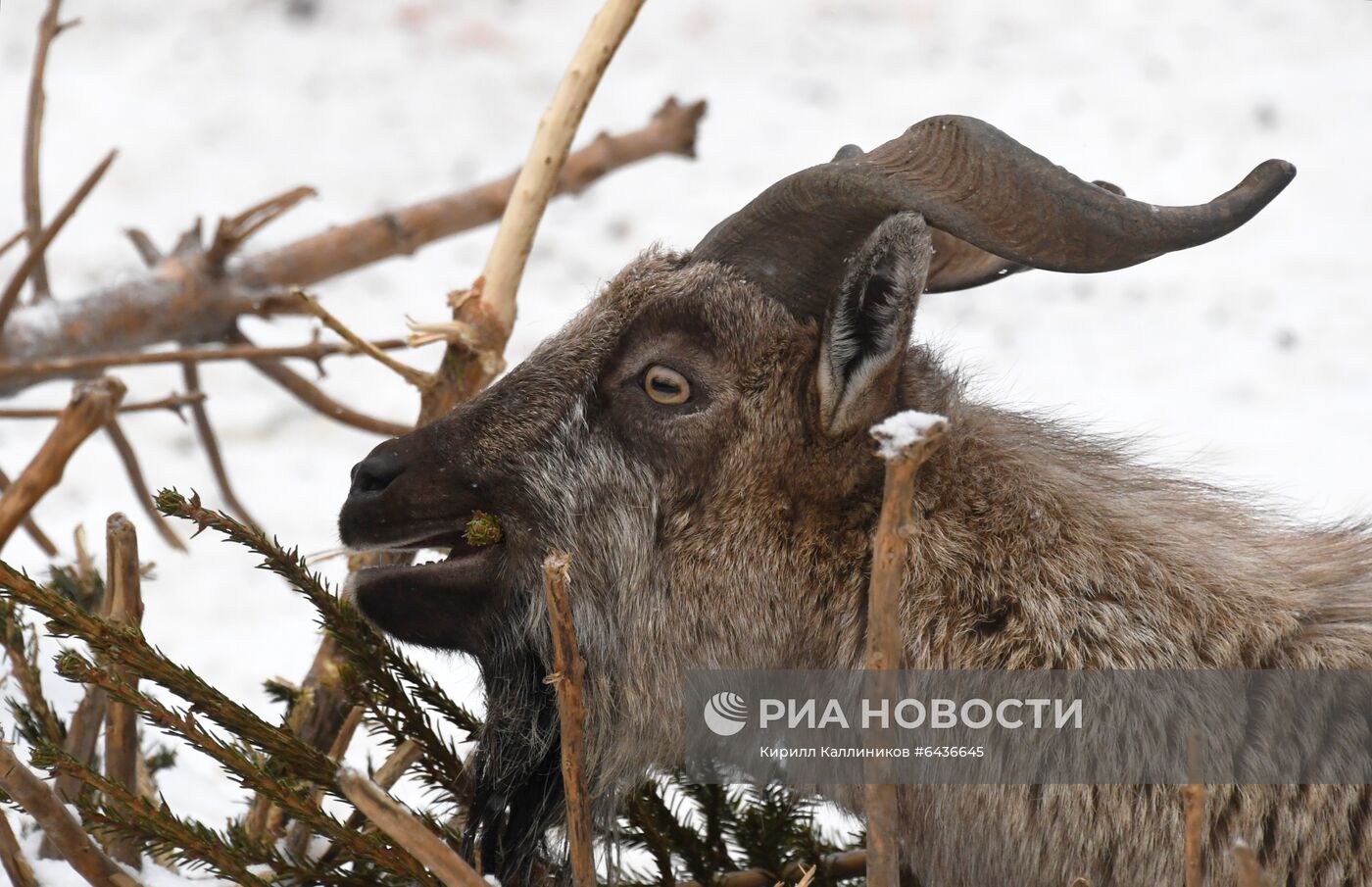 Московский зоопарк начал принимать новогодние елки в качестве корма