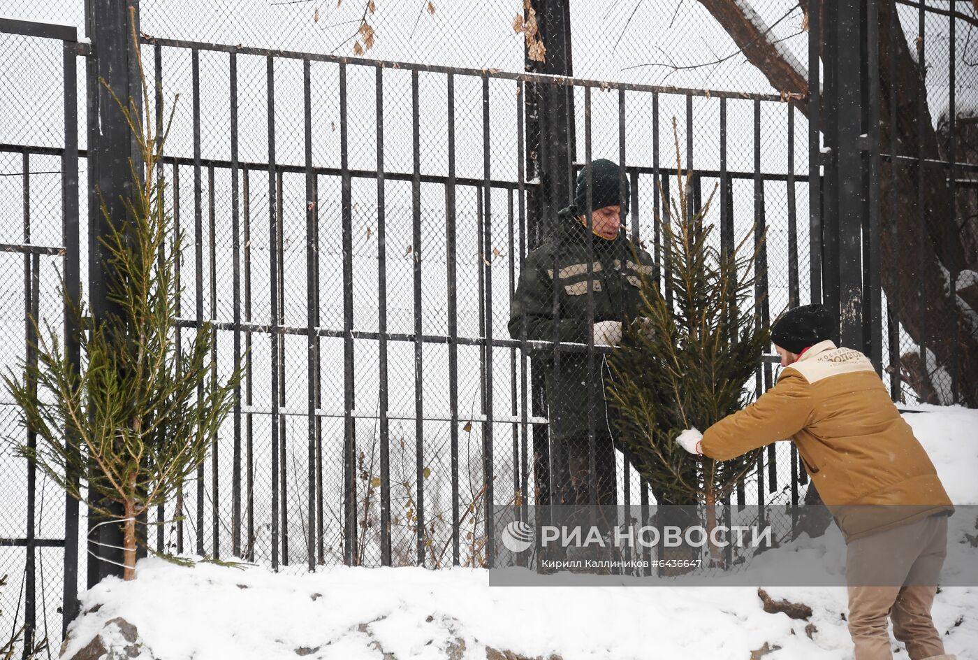Московский зоопарк начал принимать новогодние елки в качестве корма