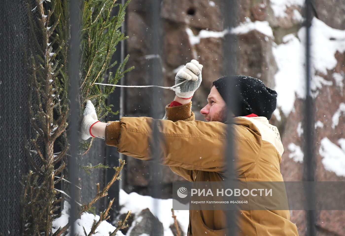 Московский зоопарк начал принимать новогодние елки в качестве корма 