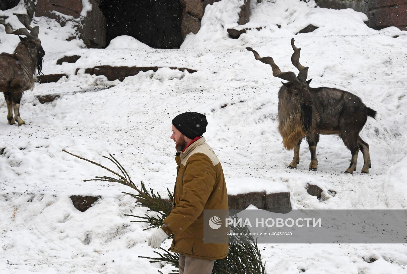 Московский зоопарк начал принимать новогодние елки в качестве корма 