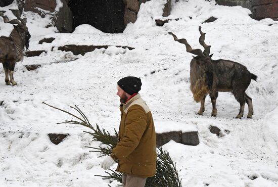Московский зоопарк начал принимать новогодние елки в качестве корма 