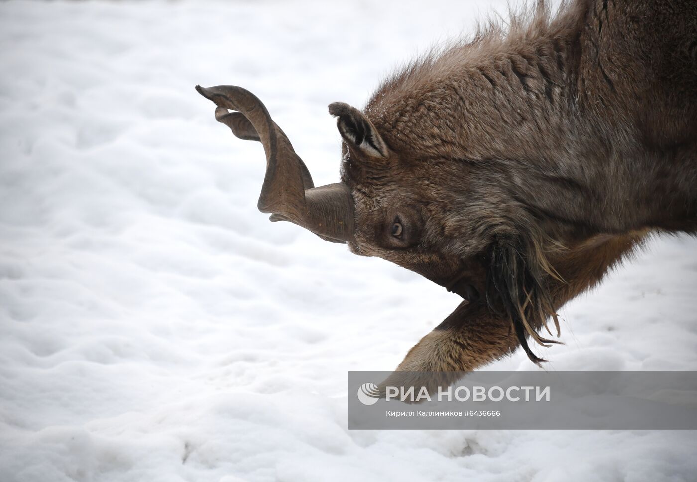 Московский зоопарк начал принимать новогодние елки в качестве корма