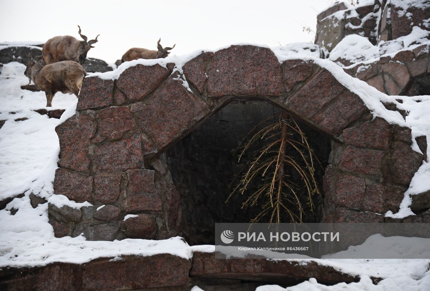 Московский зоопарк начал принимать новогодние елки в качестве корма
