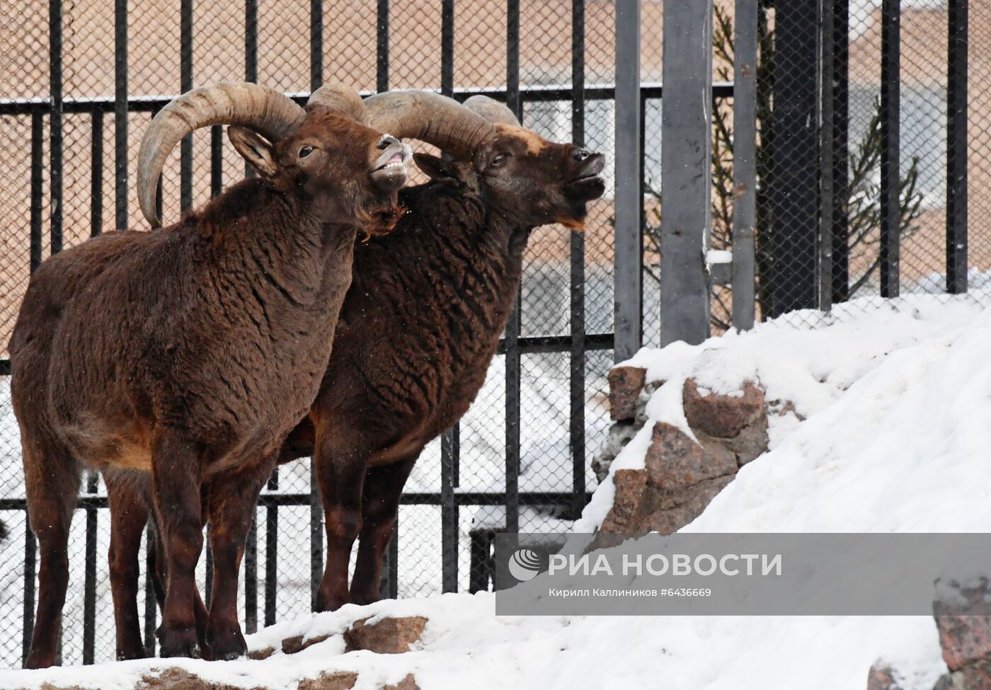 Московский зоопарк начал принимать новогодние елки в качестве корма 