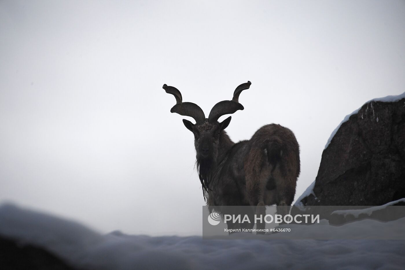 Московский зоопарк начал принимать новогодние елки в качестве корма 