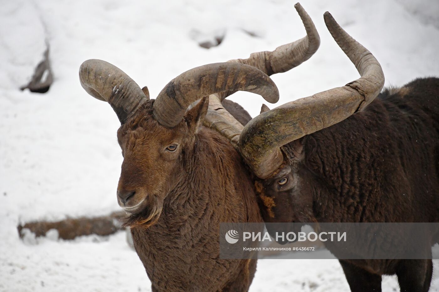 Московский зоопарк начал принимать новогодние елки в качестве корма 