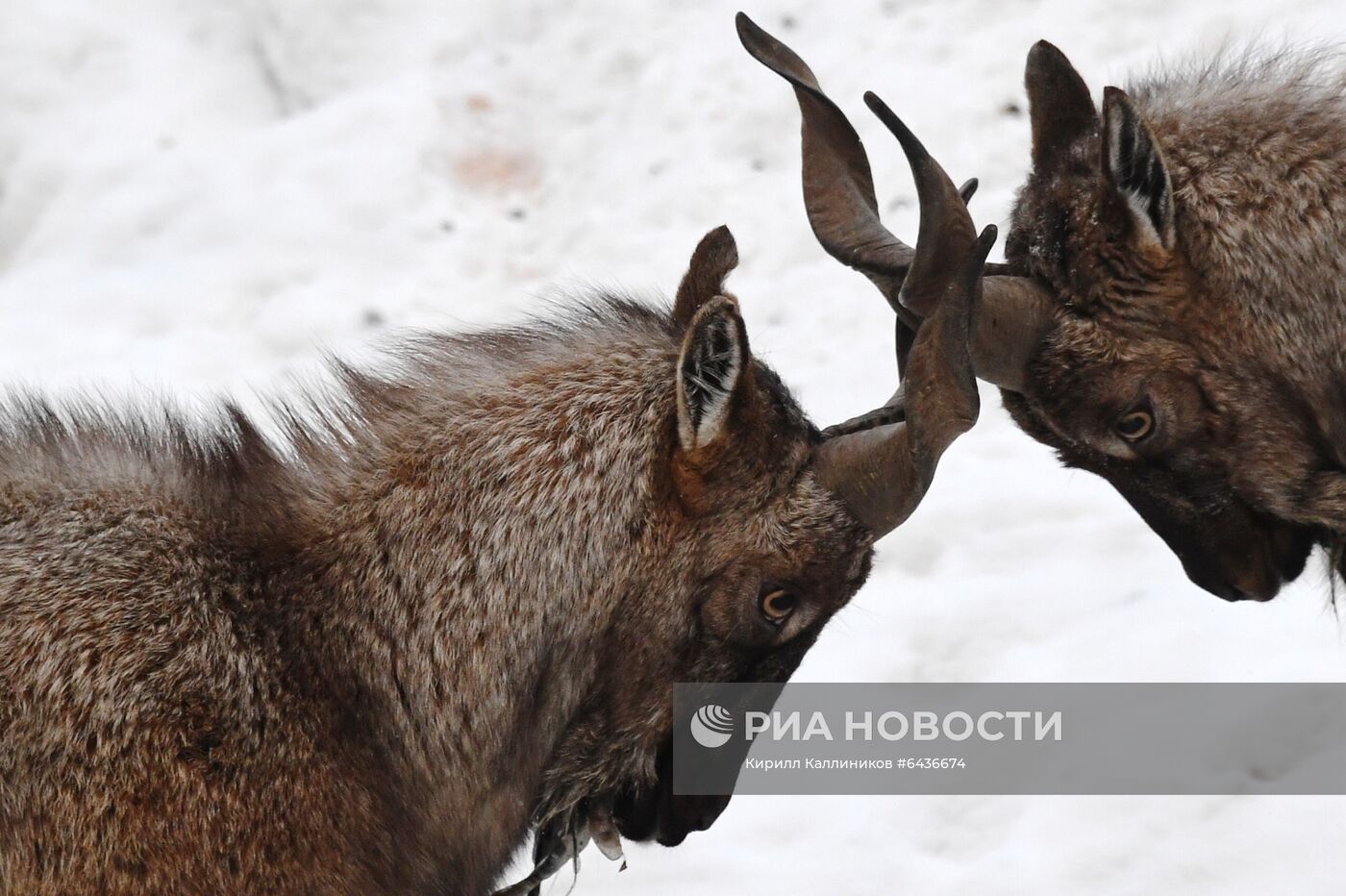 Московский зоопарк начал принимать новогодние елки в качестве корма
