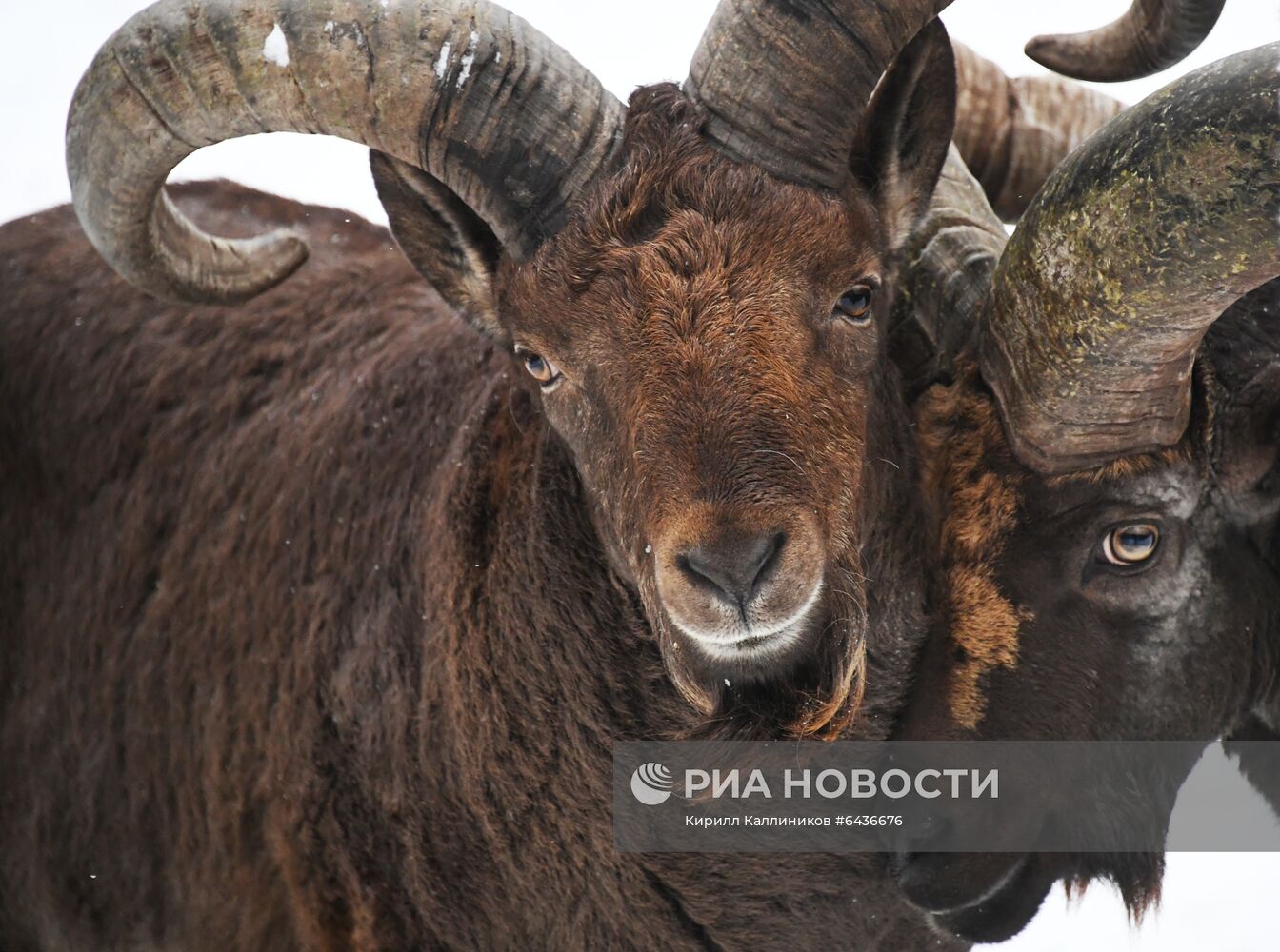 Московский зоопарк начал принимать новогодние елки в качестве корма