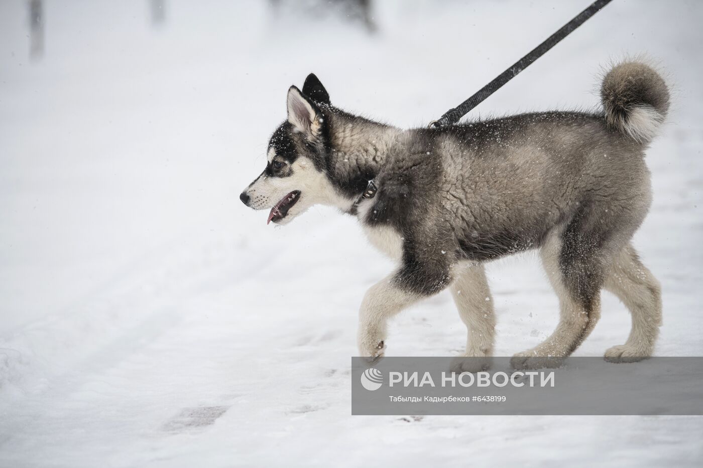 Снегопад в Бишкеке