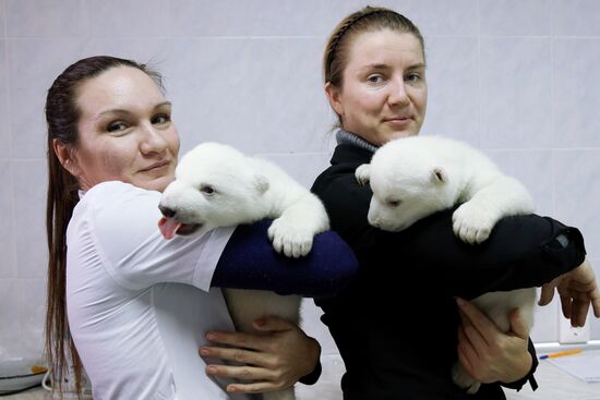 Детеныши белого медведя в сафари-парке Геленджика