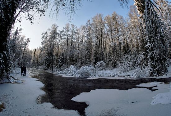 Зимняя Линдуловская роща в Ленинградской области