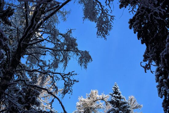 Зимняя Линдуловская роща в Ленинградской области