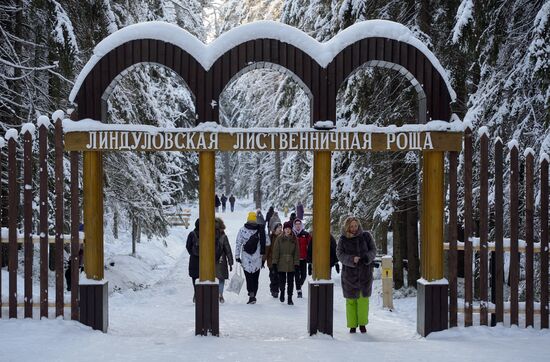 Зимняя Линдуловская роща в Ленинградской области