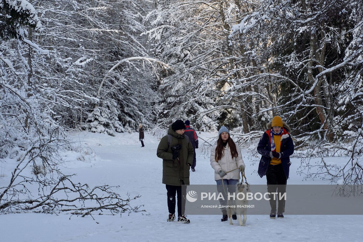 Зимняя Линдуловская роща в Ленинградской области